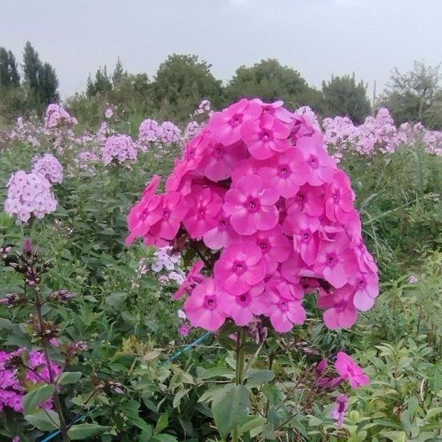 Ishxonalaga gul kochatlari floksa