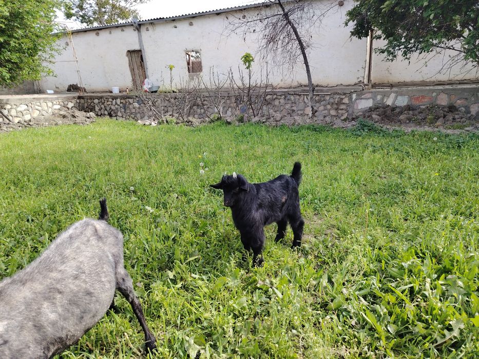 Ona bola echki sotiladi.