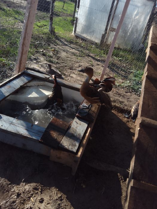 Vând rate ei gaste exotice