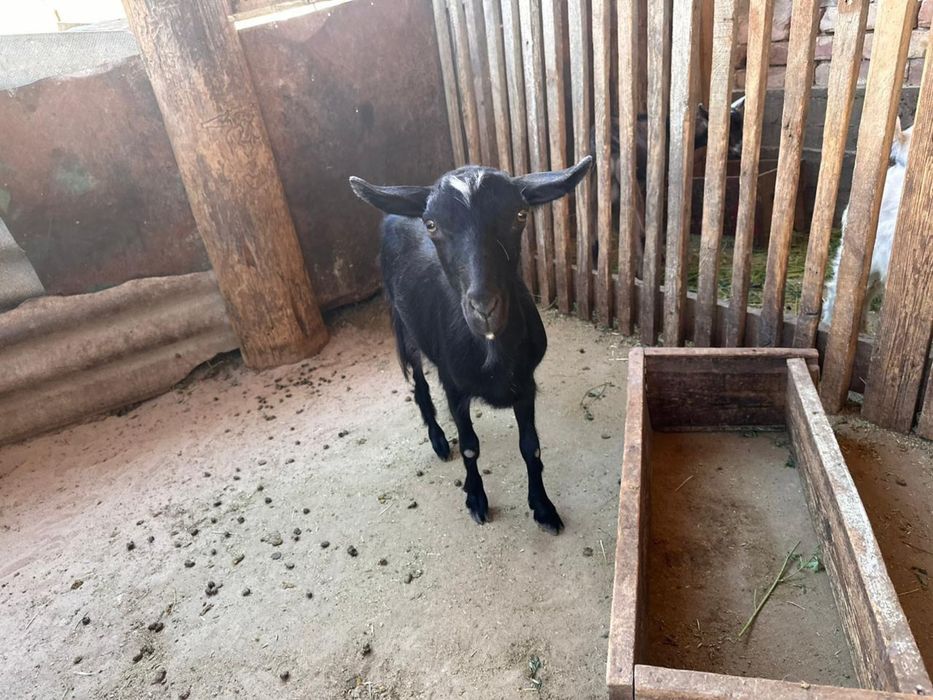 Асыл тұқымды , сүті мол ешкі сатылады