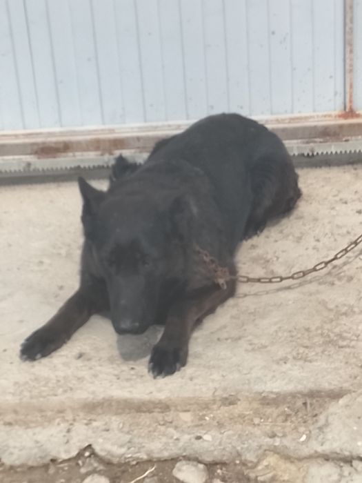 Собака, ( кобель и сучки)