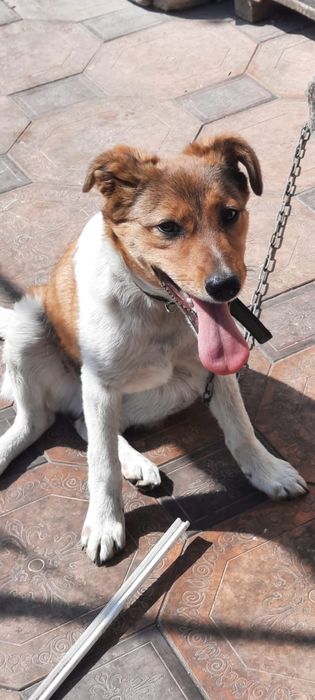 Отдам только в добрые руки щенка