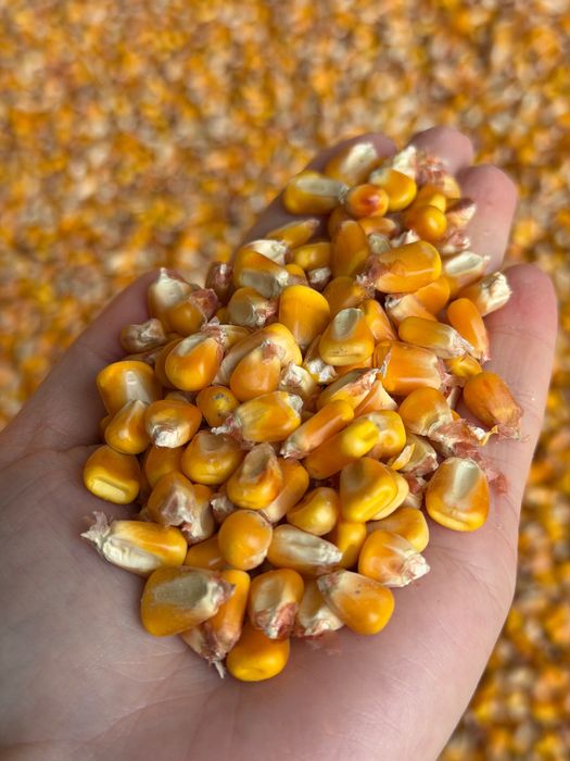 Porumb boabe 1 leu kg