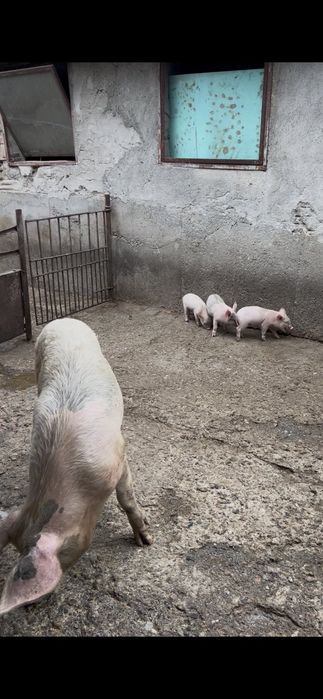 Продавам домашни прасета