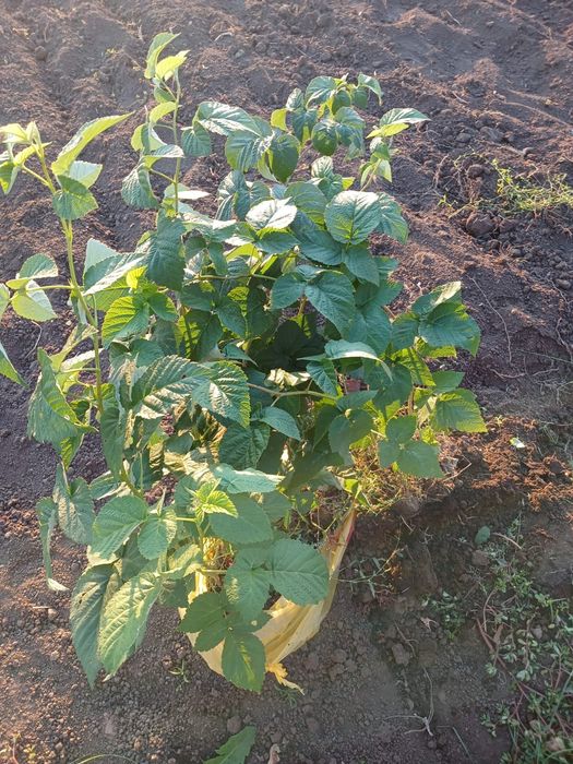 Саженцы ремонтантной малины.