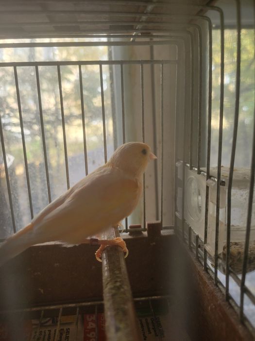 canari frumosi iasi