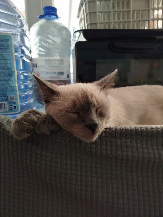 Котёнок в добрые руки