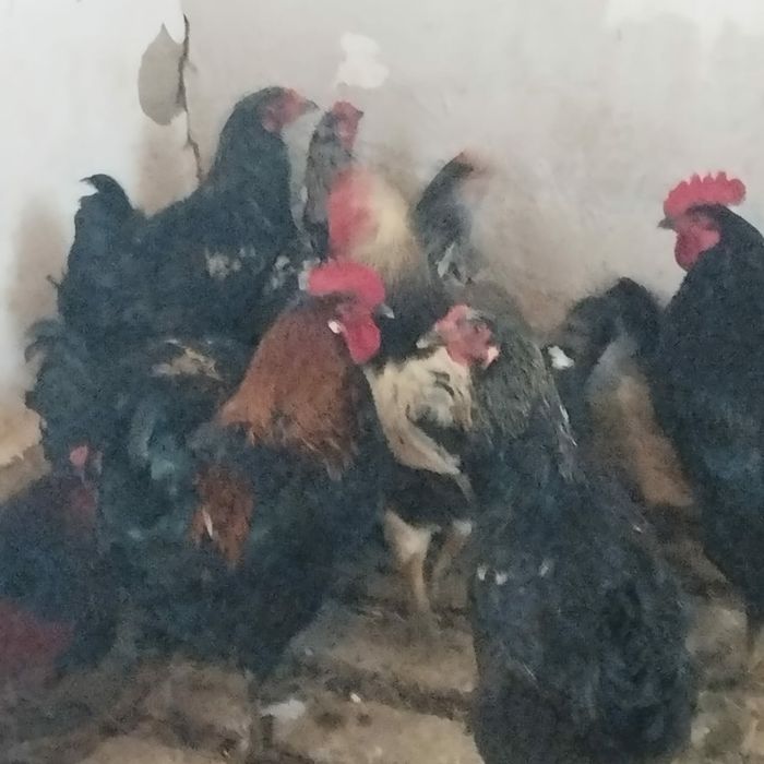 путухи куры  курицы курица