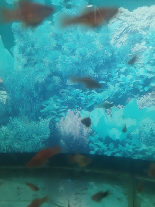 Аквариумные рыбки меченосецы