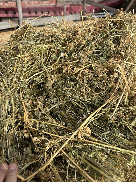 De vanzare baloti de fan si lucerna cantitati  mari si mici!