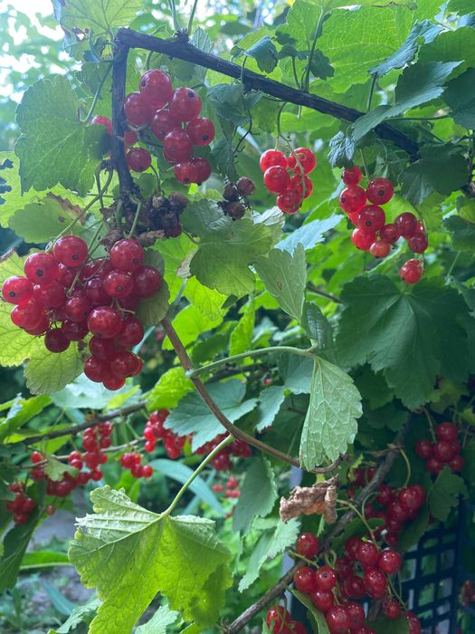 Просторная дача, район Федоровки