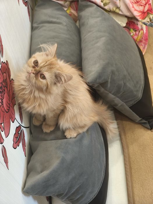 Персийско женско коте