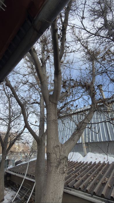 Продам орех под спил