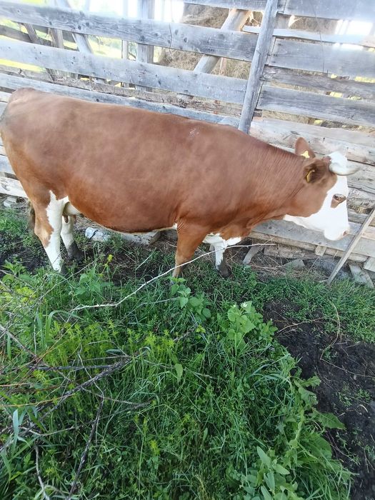 Vaca bălțată românească  de vanzare
