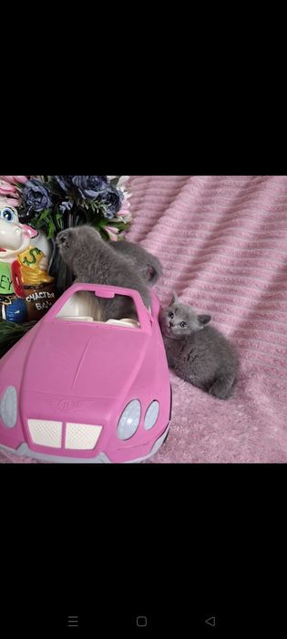 Шотландские котята