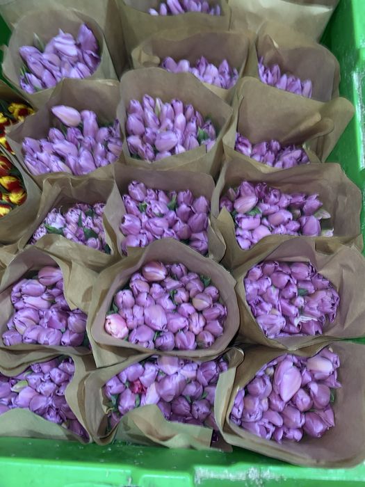 Самые крупные тюльпаны в Казахстане  бутон 10 см