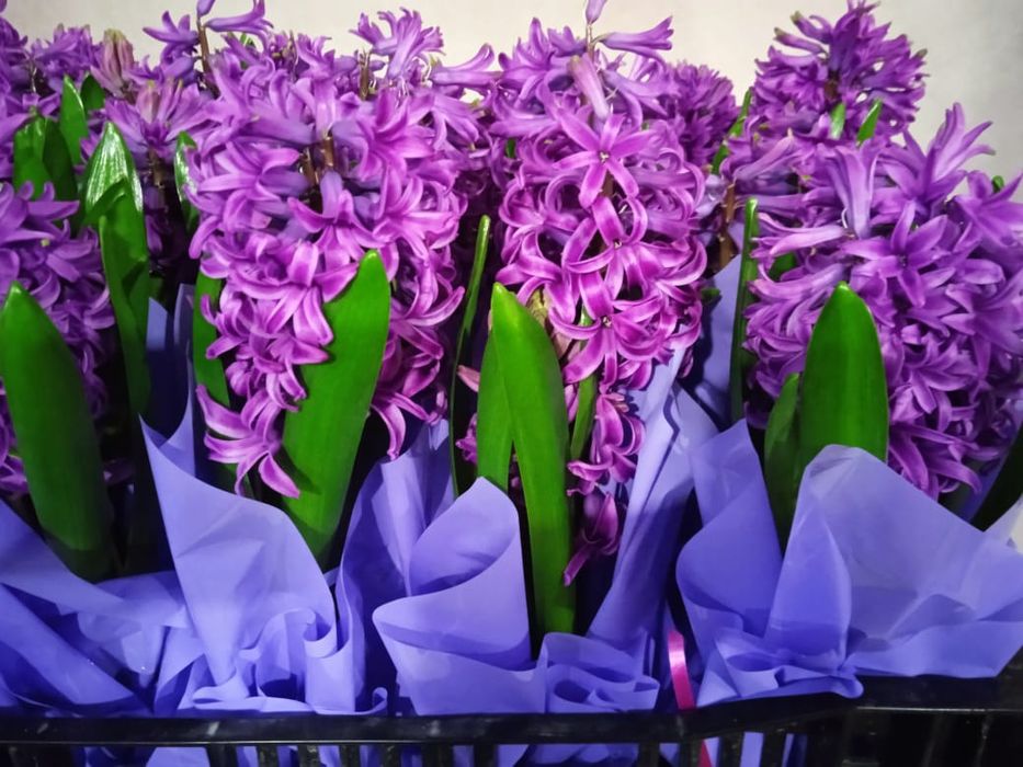 Гиацинты к 8 марта