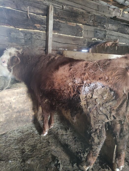 20 Бұқа сатылады откормдегі