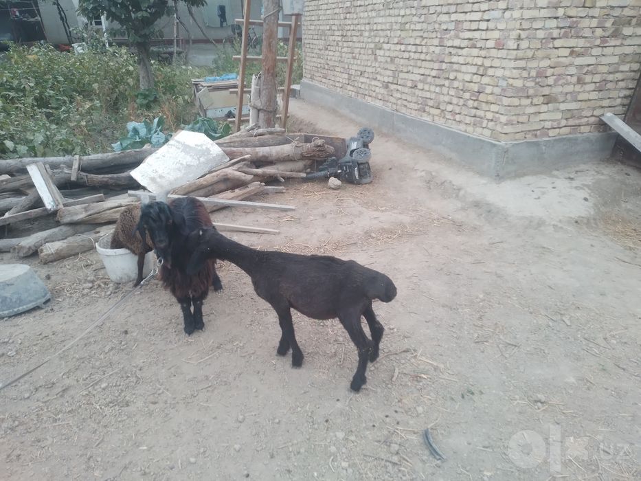 Qazoqi q6chqor Barra sotiladi