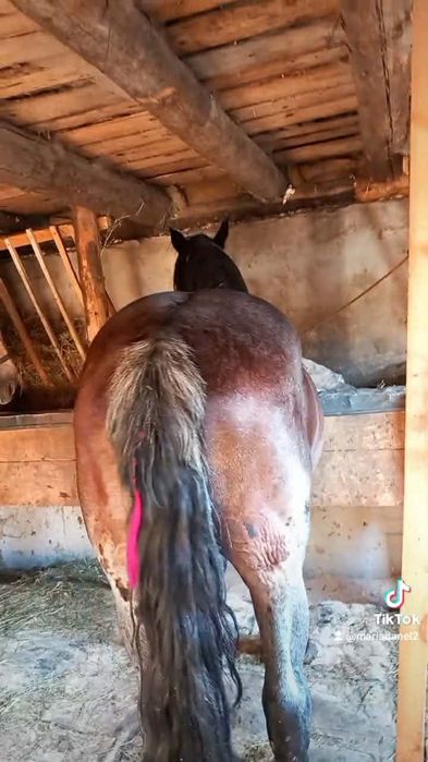 Vând cal de 6ani lucrat la pădure blând  tras garantat