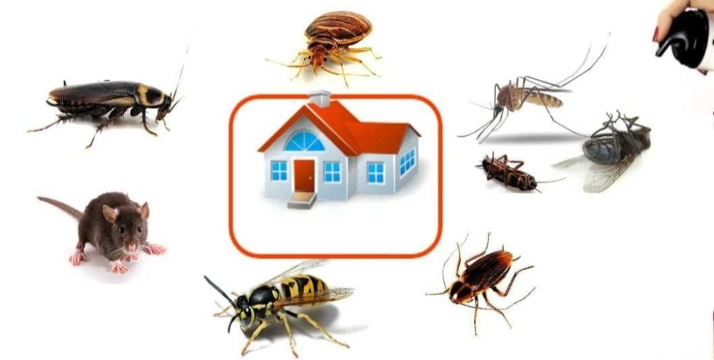 Клопы ? Тараканы? Решим Вашу проблему.