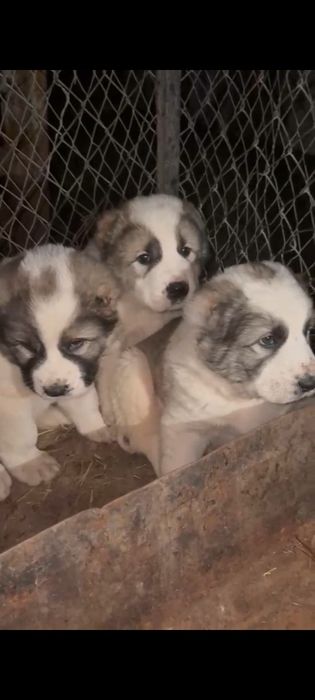 Алабай щенки продаётся