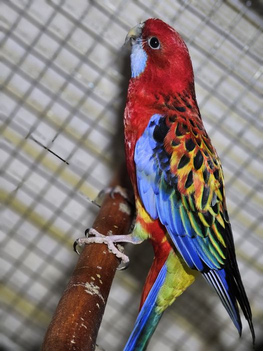 Vand sau schimb cu perechi de papagal calugar