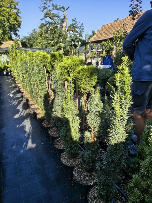 De vânzare plante ornamentale