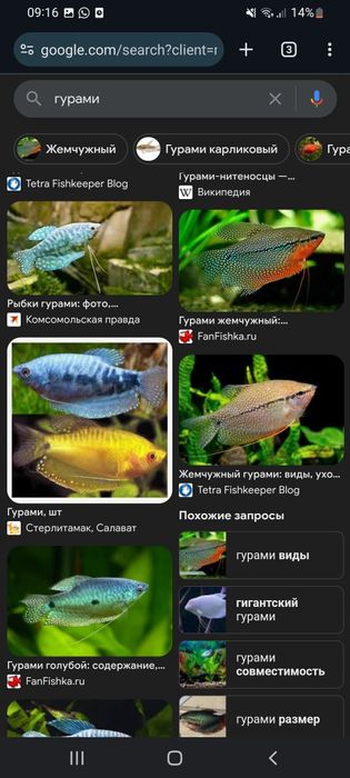 Продам рыбок  разные  красивые