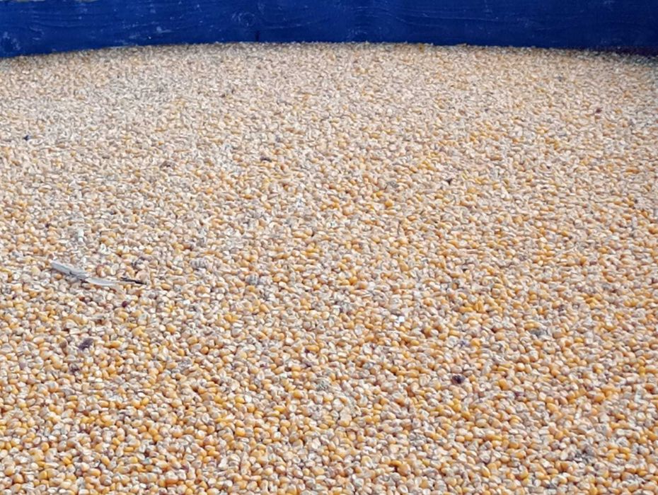 Porumb si porumb sticlos