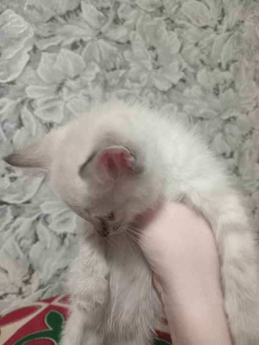 Котенки в добрфе руки