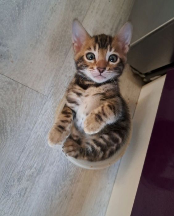 Бенгальские котята на продаже