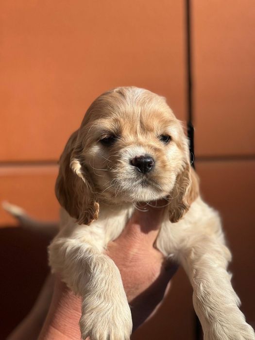 Кокер шпаньол момченце  карамел родословен баща