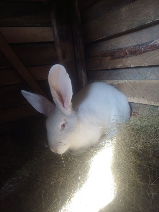 Кролиха 7 месяцев