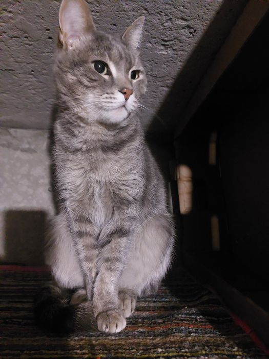 Котик ищет хозяев