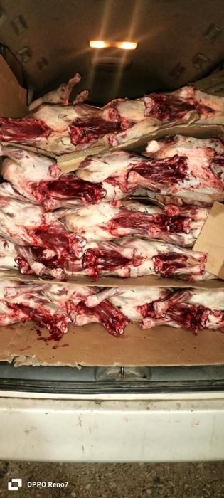 Продается мясо баранина