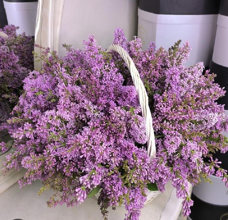 Апрельская сирень. Сирень