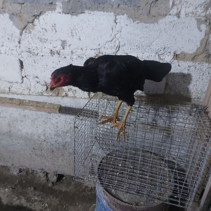 Ветнам 100  ноги квадрат