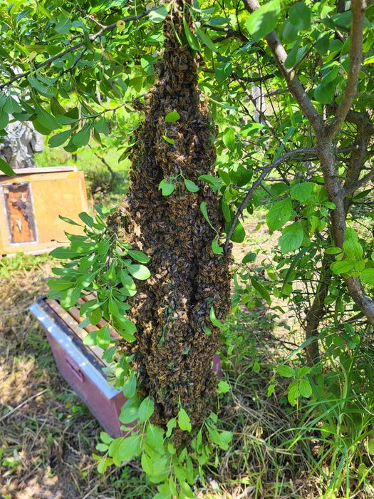 Roi,miere,stupi,polen,rame cu miere pline