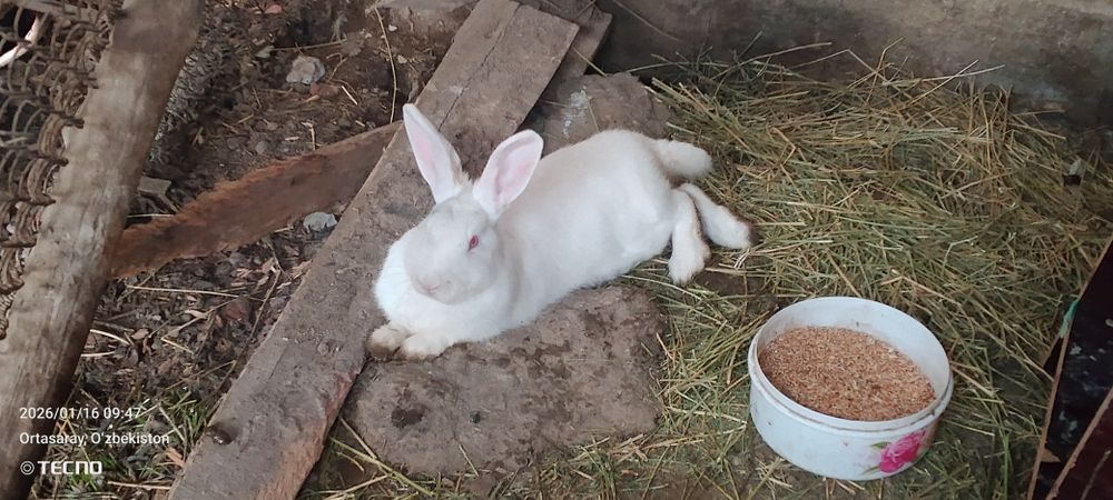 Sotiladi hikol quyon