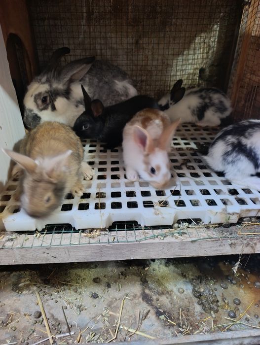 Ona + 7 ta bolasi sotiladi