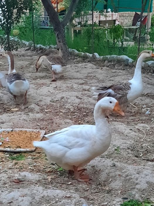 G'ozlar sotiladi