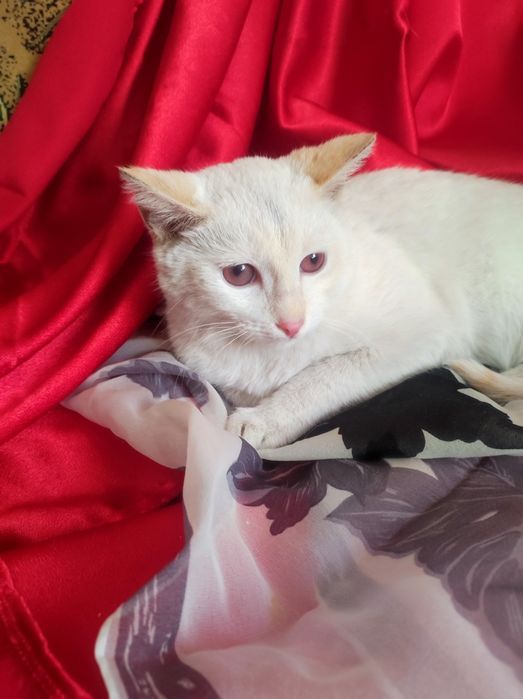 Котенок мальчик 4,5 месяца