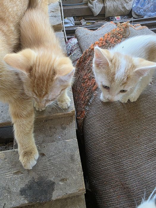 Отдам котят мальчик еркек