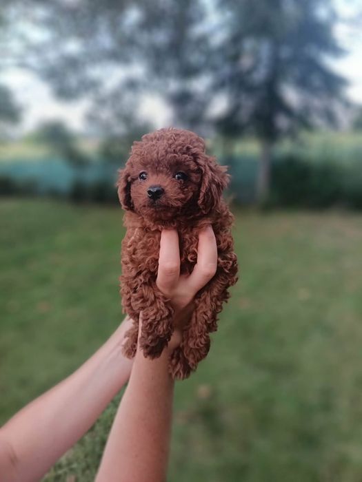 Пудел той/poodle toy