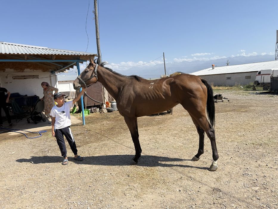 Лошади чистокровные