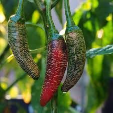 Семе , семена на чушки люти Везанка разсад
Съдържат витамини С, А, К и