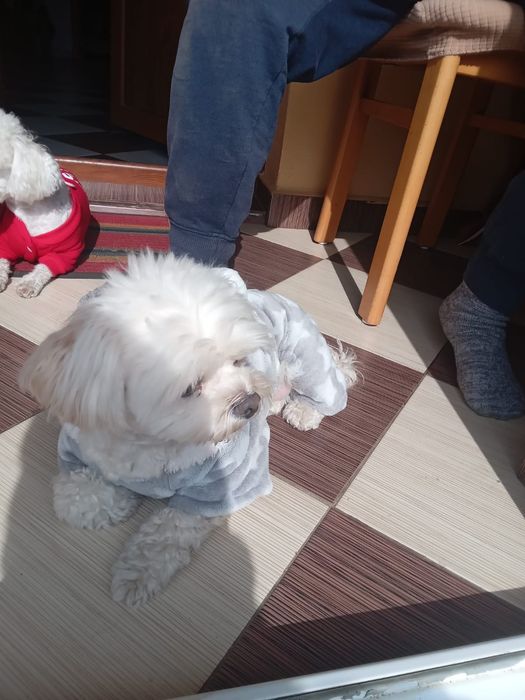 Vănd cătelusă Bishon maltez