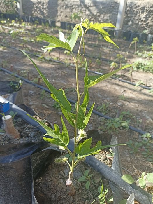 Noyob tut ko'chatlari — Gerardi Dwarf va Chicken Claw