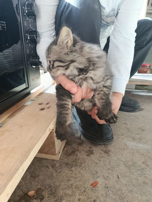 Отдам даром бесплатно